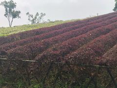 -东部华侨城