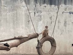 -西安秦岭野生动物园