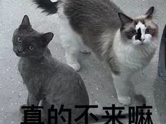 -凯瑞希宠物医院·狂犬免疫·微创·皮肤科