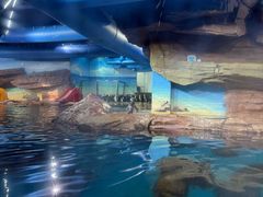 -海合安武汉极地海洋公园