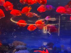 -青岛鑫江温德姆酒店