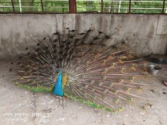 -青峰峡国家森林公园