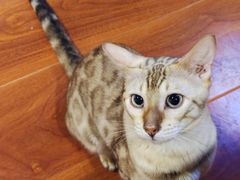 -猫小院猫主题咖啡厅(北锣店)