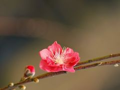 -南国桃园旅游度假区