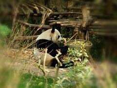 景点-成都大熊猫繁育研究基地