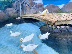 -海合安青岛极地海洋公园