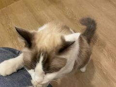 -南京Hallo宠物乐园·哈罗犬舍·柴犬繁育基地