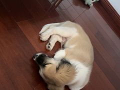 -艾贝尔宠物医院 ·内科全科(梁溪路店)