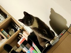 -谐和益家动物医院·免疫绝育·血液透析·宠保定点医院(高新伊藤分院)