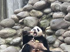 圆滚滚-成都大熊猫繁育研究基地