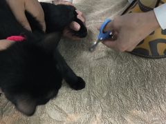 -美美宠物诊疗中心·异宠·骨科(滨江东信分院)