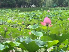 -莲湖公园