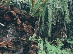 -Fern Forest Cafe