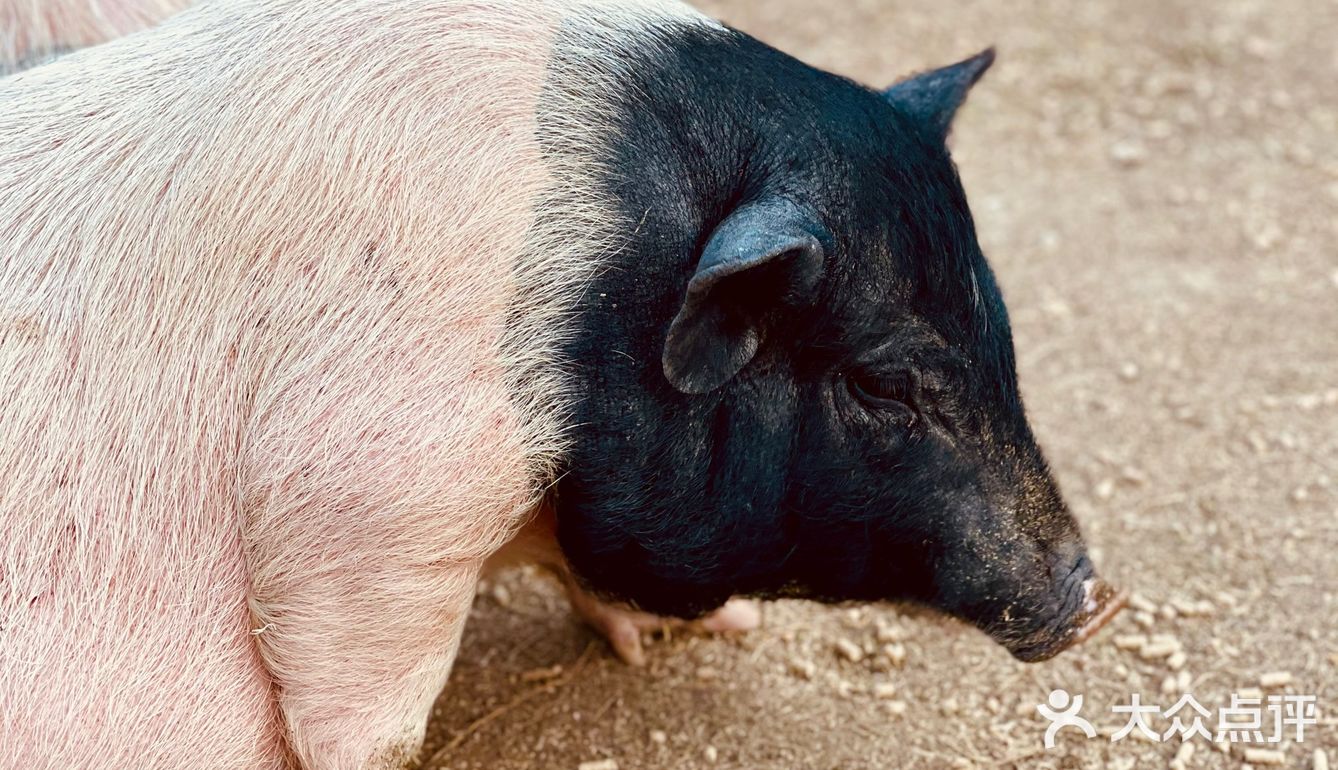 ¥10喂迷你网红小猪🐷玩激流水滑道💧潮州长隆亲子乐园