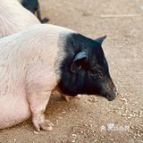 ¥10喂迷你网红小猪🐷玩激流水滑道💧潮州长隆亲子乐园