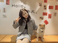 -南京Hallo宠物乐园·哈罗犬舍·柴犬繁育基地