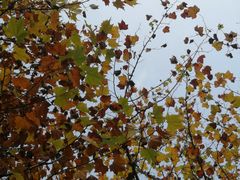 -大渡口区义渡公园