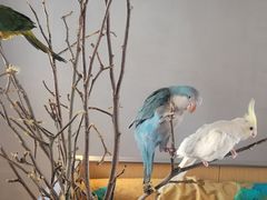 -吉丁鸟咖·异宠·寄养