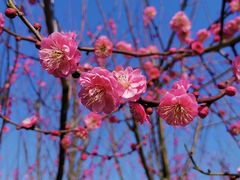 -花开海上生态园