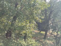 -合肥野生动物园