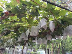 -马陆小张葡萄园农家乐