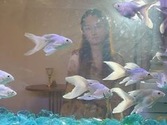 -Lamant Manor已闻花名关於蓝