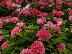 -洛阳市隋唐城遗址植物园