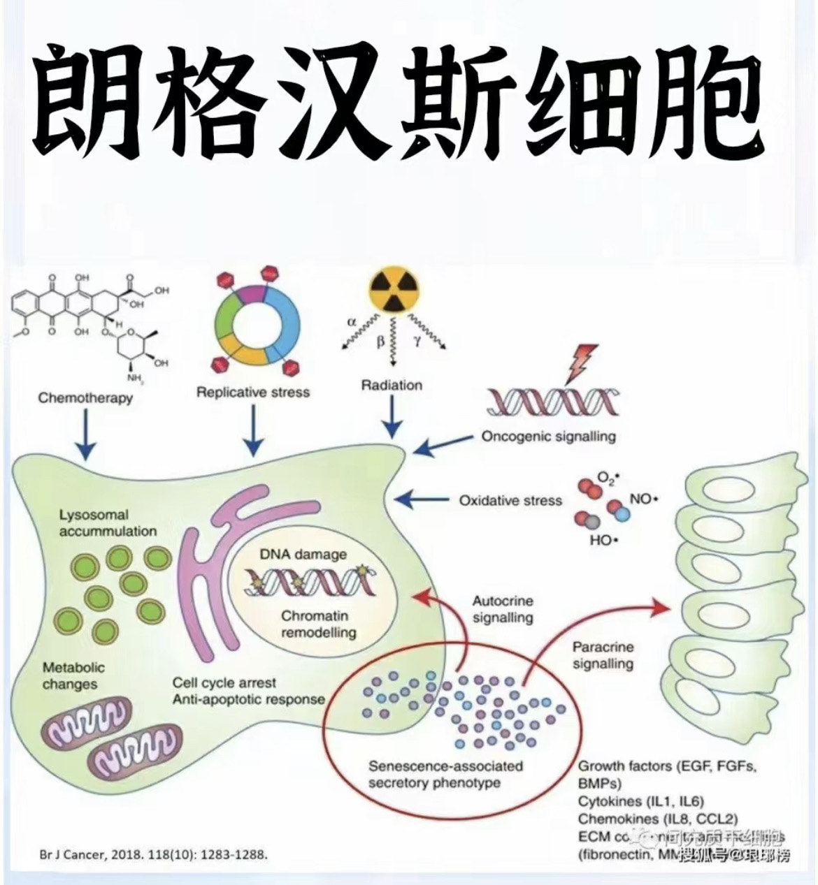 朗格汉斯细胞作用图片