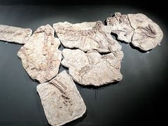 -遇见博物馆(遇见海洋沉浸式奇幻光影展)