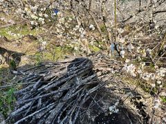 -广州市流溪河国家森林公园