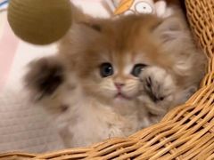 -猫十亿·布偶金渐层·曼基康矮脚猫舍(青年路店)