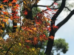 -杭州半山国家森林公园