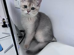 -博特宠物医院24h犬猫全科.骨科·异宠