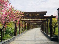 -南汇桃花村