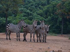 -杭州野生动物世界