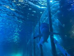 -太平洋海底世界