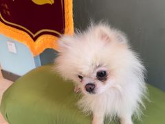 -瑞派申生动物医院·24H夜诊·国际动物医疗中心·骨外科(吴中路店)