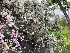 -深圳国际园林花卉博览园