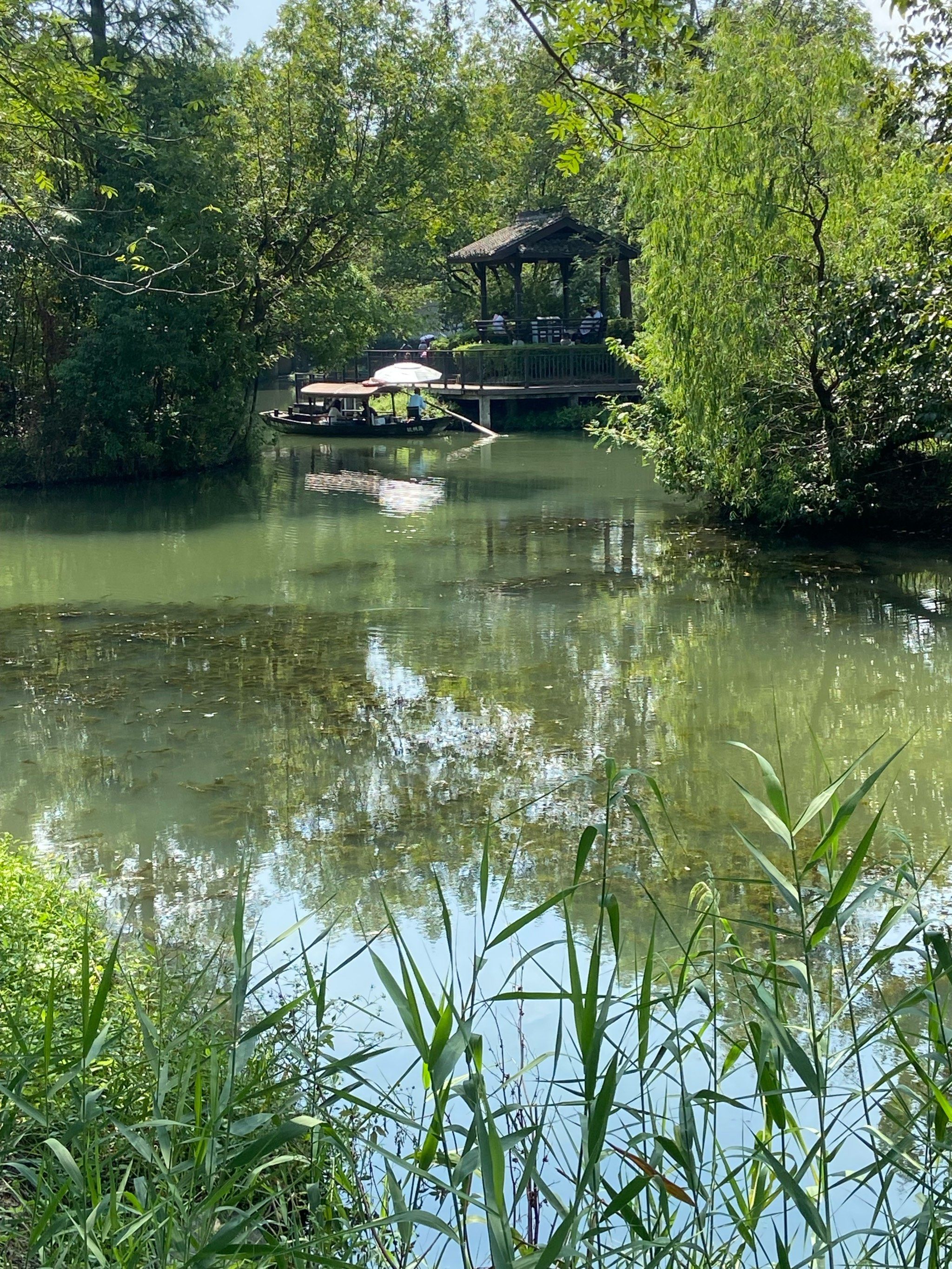 被这个季节的西溪湿地美哭了!真江南啊!