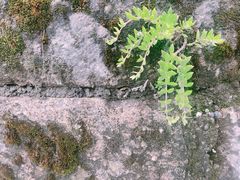 -大盘山温泉山庄