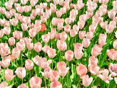 -洛阳郁金香牡丹园