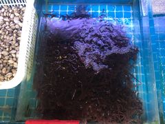 -金海湾海鲜排档(朱家尖店)