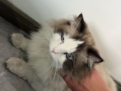 -贝康宠物医院·犬猫全科·小动物特色诊疗中心(东环路店)