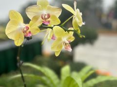 -南山植物园