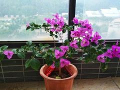-北京植物园-展览温室