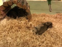 -龙猫仔乐园(惠福东路店)