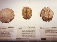 -生命奥秘博物馆