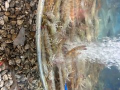 -鑫渔港海鲜本地菜·山海关浑锅(东戴河店)