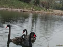 -昆山城市生态森林公园
