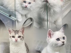 -lincat·猫舍(广州店)